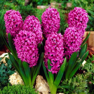 Hiacynt Miss Saigon - duża paczka! - 30 szt.