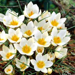 Krokus Snowbunting - duża paczka! - 100 szt.