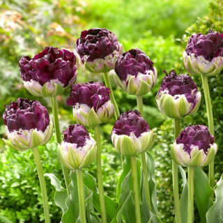 Tulipan Wow - 5 cebulek