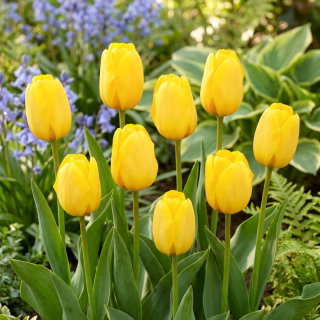 Tulipan Golden Apeldoorn - duża paczka! - 50 szt.