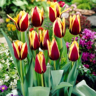 Tulipan Gavota - duża paczka! - 50 szt.