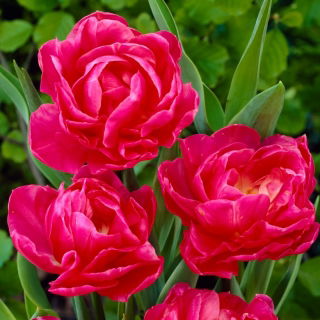 Tulipan May Wonder - duża paczka! - 50 szt.