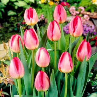 Tulipan Judith Leyster - duża paczka! - 50 szt.