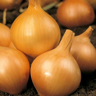 Cebula Wolska - NANO-GRO - 30% większe zbiory