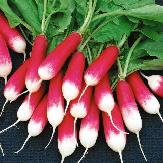 Rzodkiewka Opolanka - NANO-GRO - 30% większe zbiory