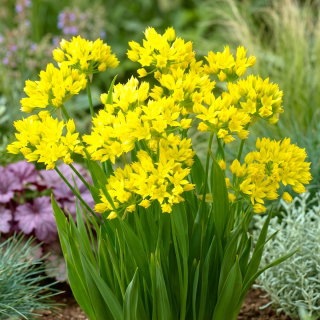 Czosnek złocisty - Allium moly - GIGA paczka! - 1000 szt.