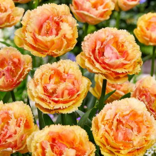 Tulipan Vaya Con Dios - duża paczka! - 50 szt.