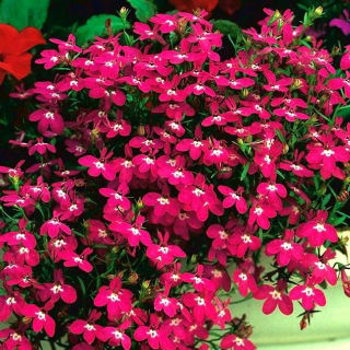 Lobelia Rosamond - purpurowa