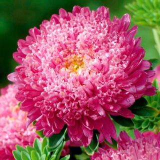 Aster pełny Sidonia - karminowy