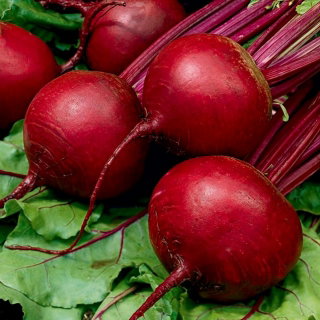 Burak ćwikłowy Bonel