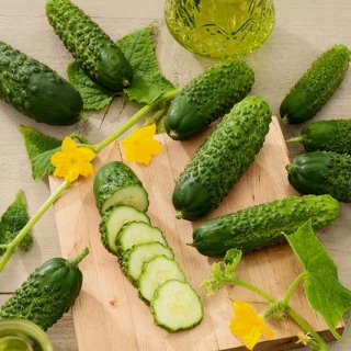 Ogórek Bursztyn F1 - pod osłony