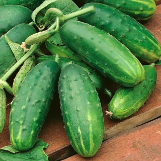 Ogórek Ikar F1 - gruntowy, posiada kompleksową odporność na choroby