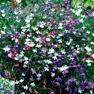 Lobelia Cascade - mieszanka
