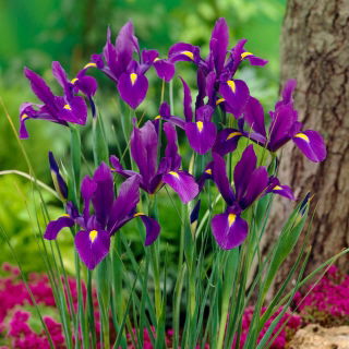 Irys holenderski - Purple Sensation - GIGA paczka! - 500 szt.
