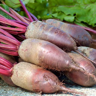 Burak ćwikłowy Opolski - NANO-GRO - 30% większe zbiory