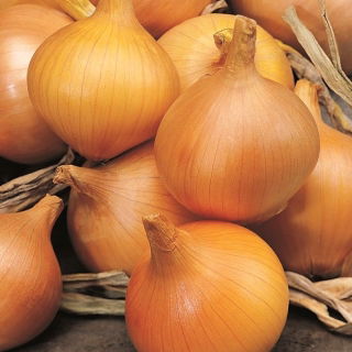 Cebula Supra - NA TAŚMIE