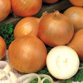 Cebula Torunianka - NANO-GRO - 30% większe zbiory