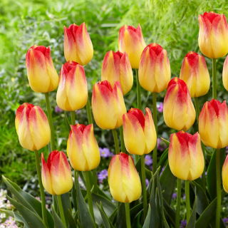 Tulipan Suncatcher - duża paczka! - 50 szt.