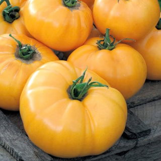 Pomidor Jantar - NANO-GRO - 30% większe zbiory