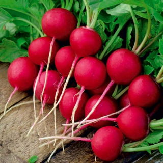 Rzodkiewka Krasa - NANO-GRO - 30% większe zbiory