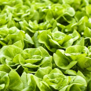 Sałata Królowa majowych - masłowa - NANO-GRO - 30% większe zbiory