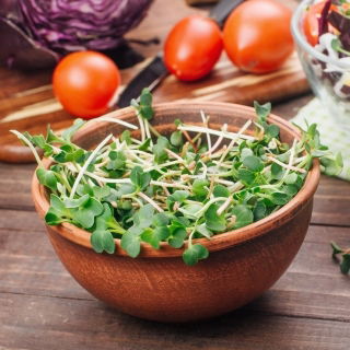 BIO Nasiona na kiełki z kiełkownicą małą - Rzodkiew Daikon - Certyfikowane nasiona ekologiczne