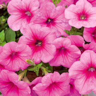 Petunia zwisająca Fortunia - różowa