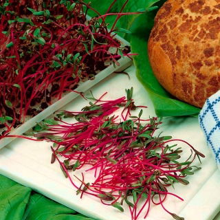 Microgreens - Burak ćwikłowy - młode listki o unikalnym smaku - 1 kg