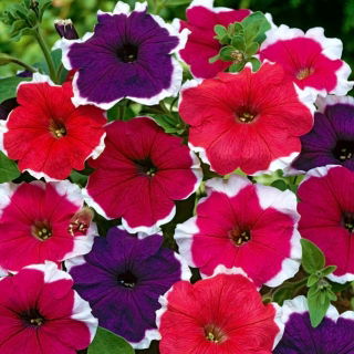 Petunia ogrodowa Iluzja - mieszanka kolorów