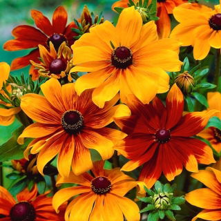 Rudbekia dwubarwna Meine Freude