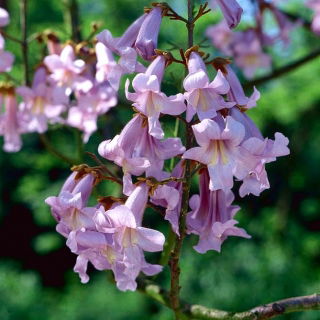 Drzewo tlenowe - Oxygen Tree - Paulownia omszona - produkuje dużo tlenu