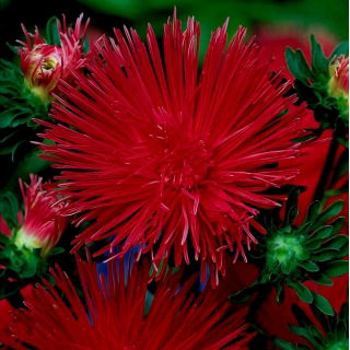 Aster igiełkowy Kriemhild - rubinowy