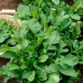 Rukola  - Eruca Sativa - NA TAŚMIE