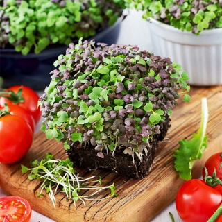 Microgreens - Mizuna - młode listki o unikalnym smaku - 100 gram