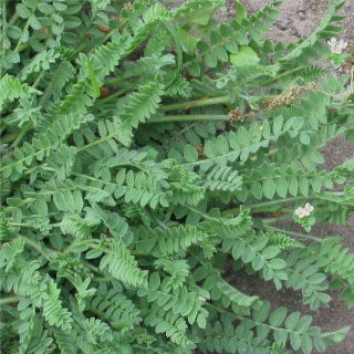 Seradela Emena - 5 kg
