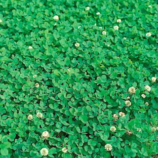 Koniczyna biała drobnolistna Abercrest - 0,5 kg