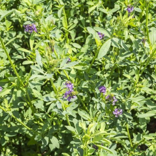 Lucerna siewna Felsy - 1 kg