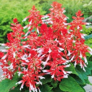 Szałwia błyszcząca Amore Scarlet Bicolor