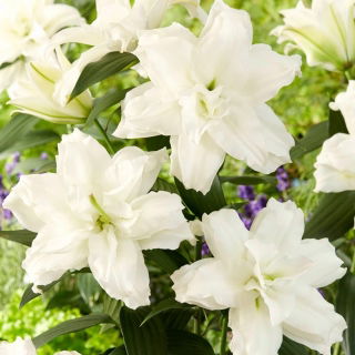 Lilia - Roselily Dejima - orientalna, pełna - pachnąca!
