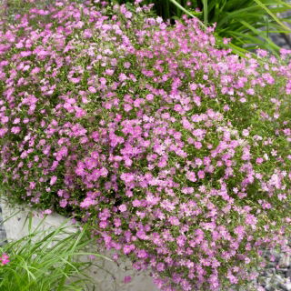 Gipsówka różowa - Gypsophila - sadzonka