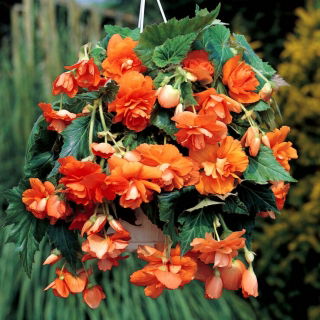 Begonia zwisająca, kaskadowa - pomarańczowa - 2 bulwy