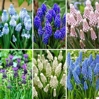 Zestaw M -  45 cebulek szafirków, kolekcja 6 najpiękniejszych odmian