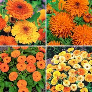 Nagietek lekarski - zestaw 4 odmian nasion