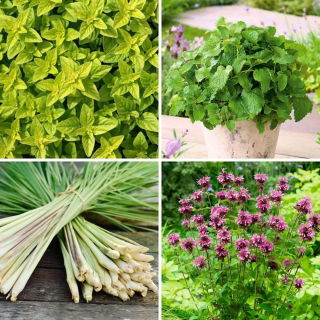 Zioła o cytrynowym aromacie - zestaw 4 odmian nasion