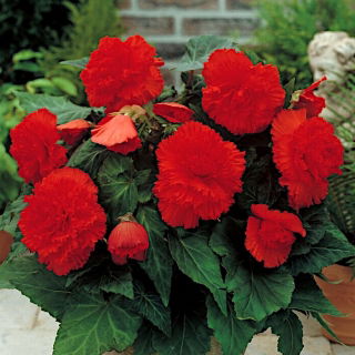 Begonia strzępiasta Fimbriata - czerwona - 2 bulwy