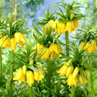 Korona cesarska żółta - Lutea Maxima - 1 cebula
