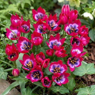 Tulipan Little Beauty - opak. 5 szt.