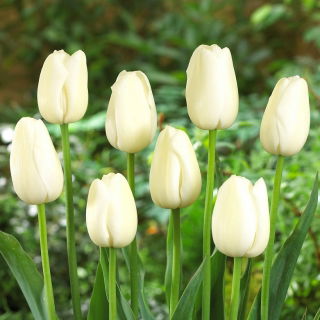 Tulipan Maureen - duża paczka! - 50 szt.