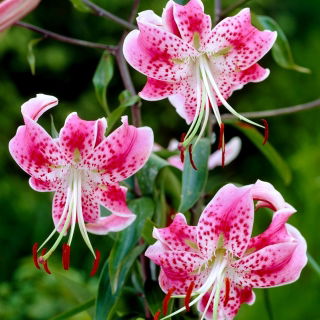Lilia - Rubrum Uchida