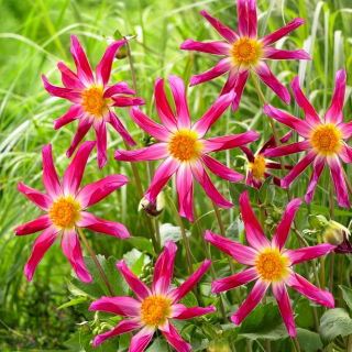 Dalia - Honka Pink